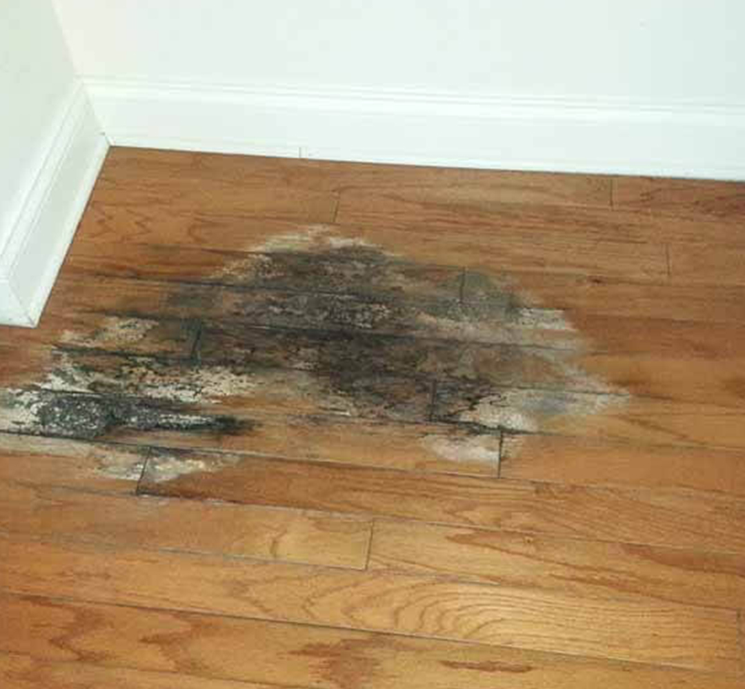 Repair Hardwood floors | KTW Hardwood